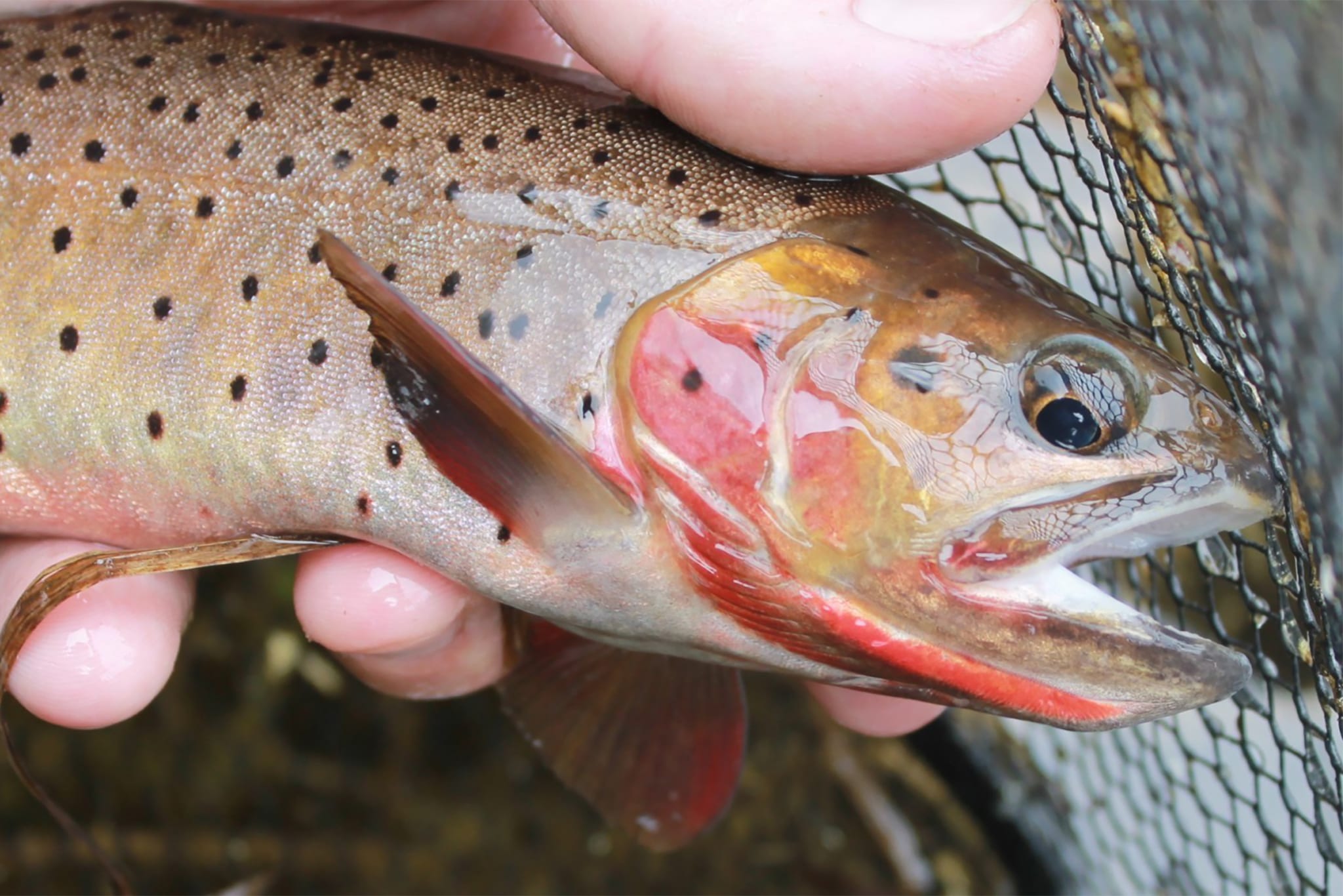 5 Best Backcountry Fly Fishing Lakes in Estes Park Colorado Blog